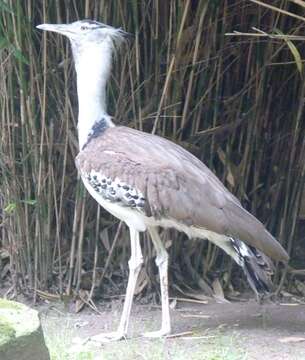 Image of Kori Bustard