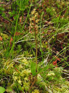 Image of Lesser Twayblade