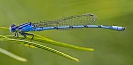 Image of bluet