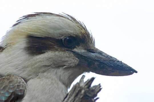 Image of Kookaburra