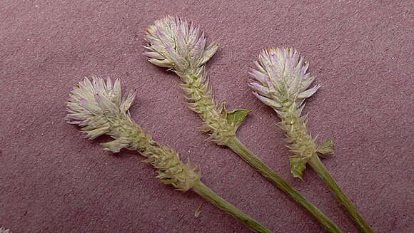 Image of globe amaranth