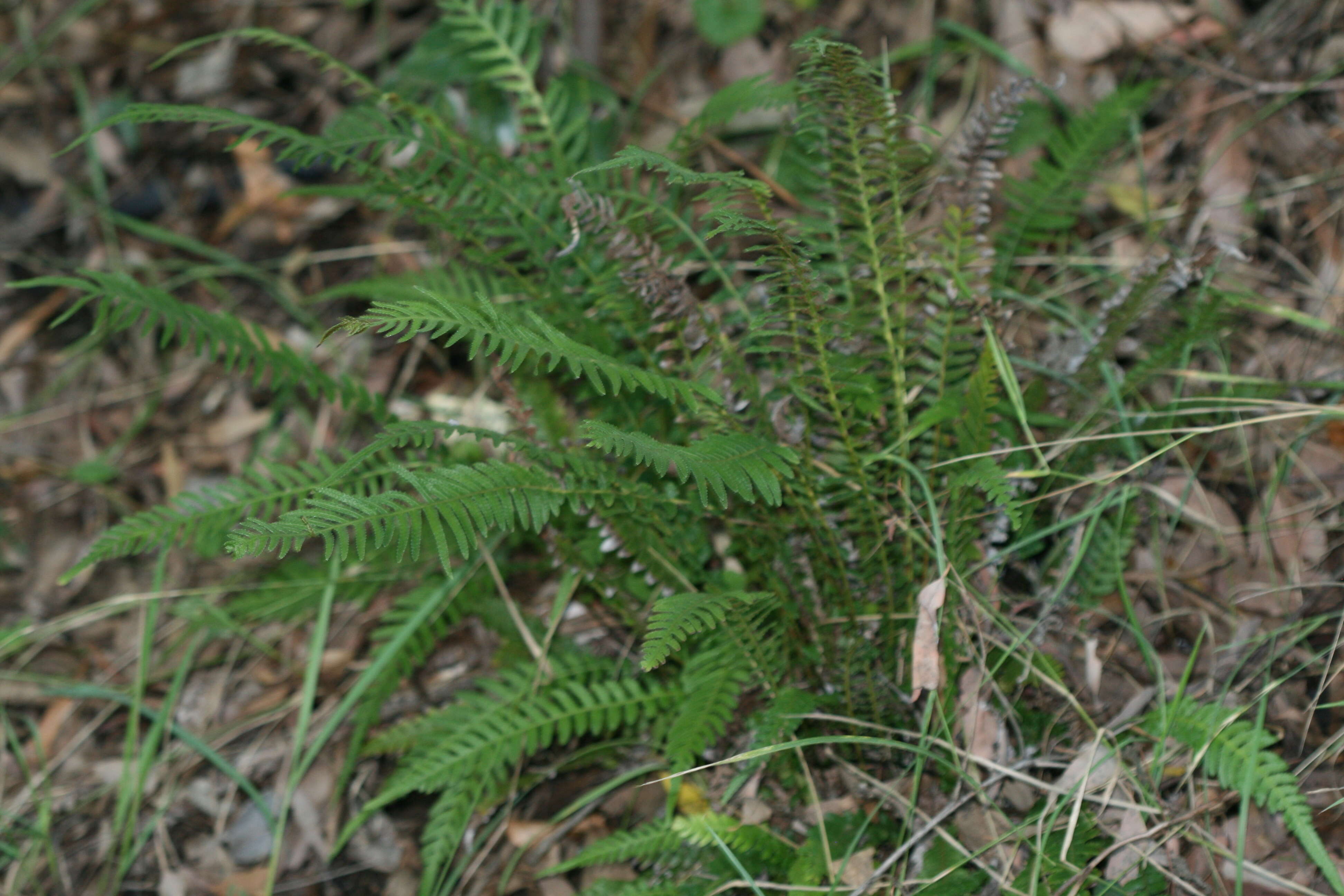 Image of hacksaw fern