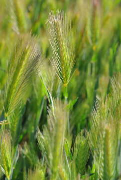 Image of hare barley