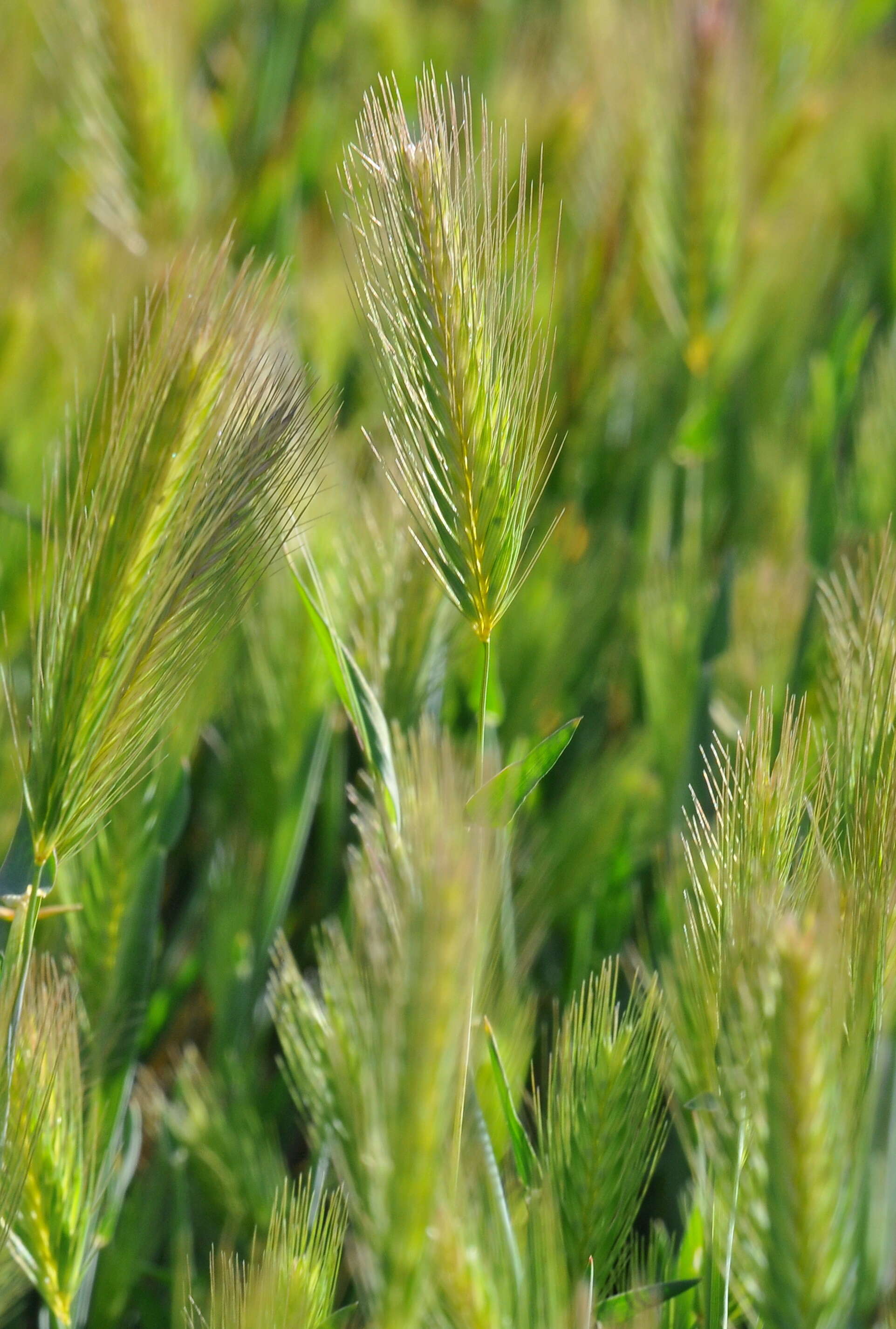 Image of barley