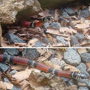 Image of False Coral Snake