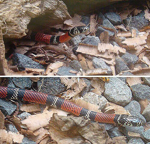 Image of False Coral Snake