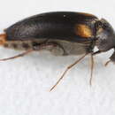 Image de Mordellochroa scapularis (Say 1824)