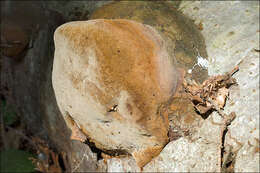 Image of Phellinus hartigii (Allesch. & Schnabl) Pat. 1903