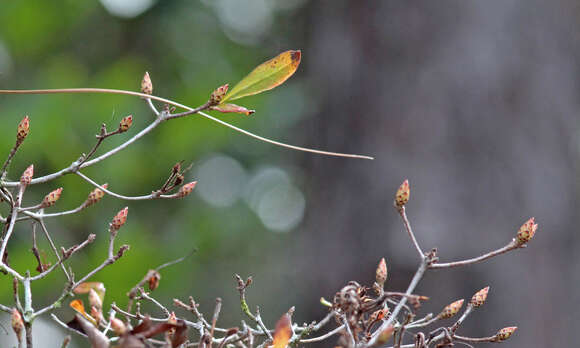 صورة Rhododendron viscosum (L.) Torr.