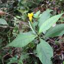 Image of Impatiens