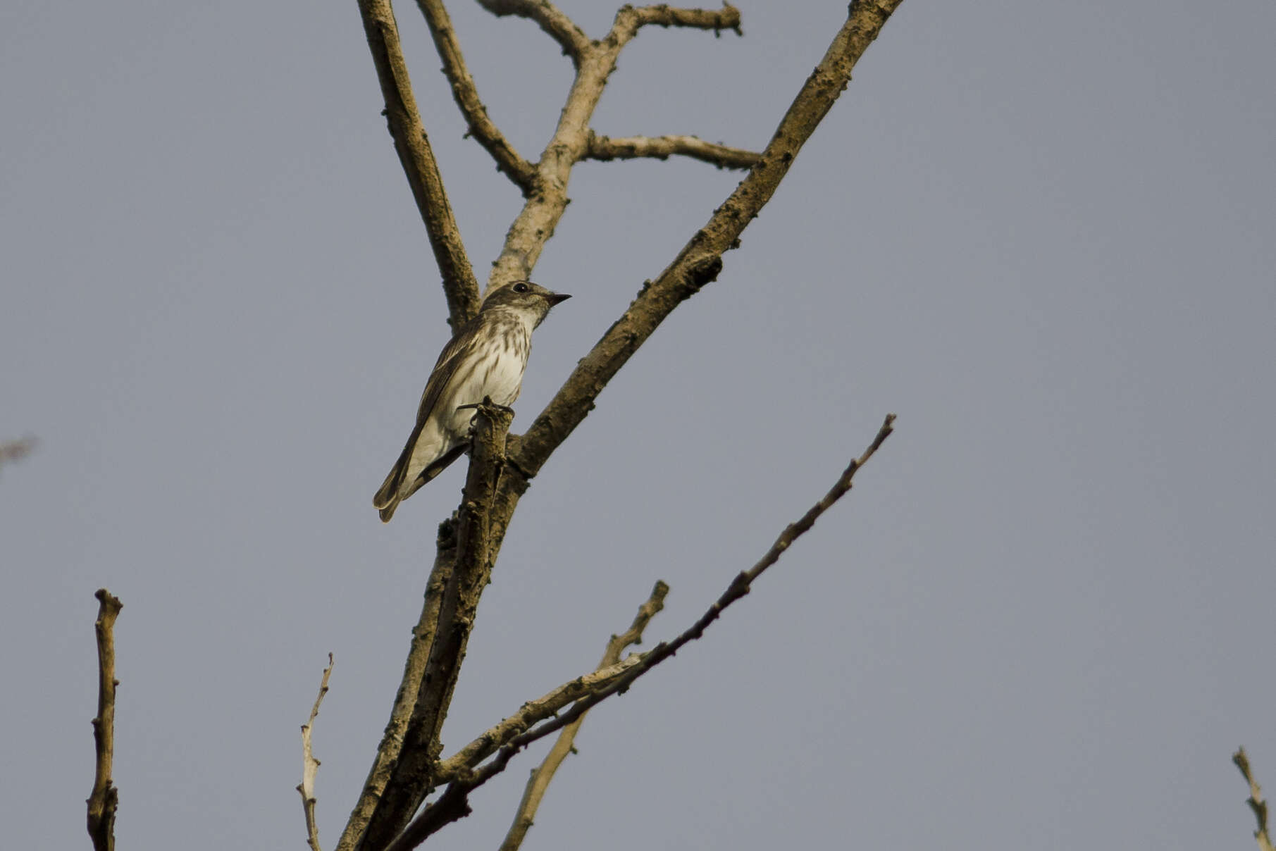 Image of Muscicapa Brisson 1760