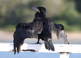 Image of Phalacrocorax Brisson 1760