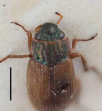 Image of Helophorus