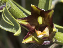 Image of Helleborine