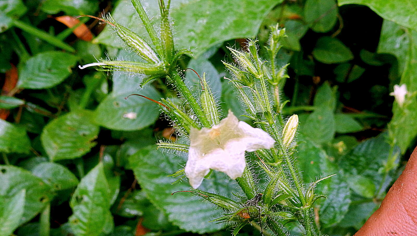 Image of Ruellia ochroleuca Mart. ex Nees