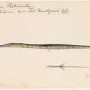 Image of Blue-spotted Cornetfish