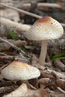 Image of Lepiota