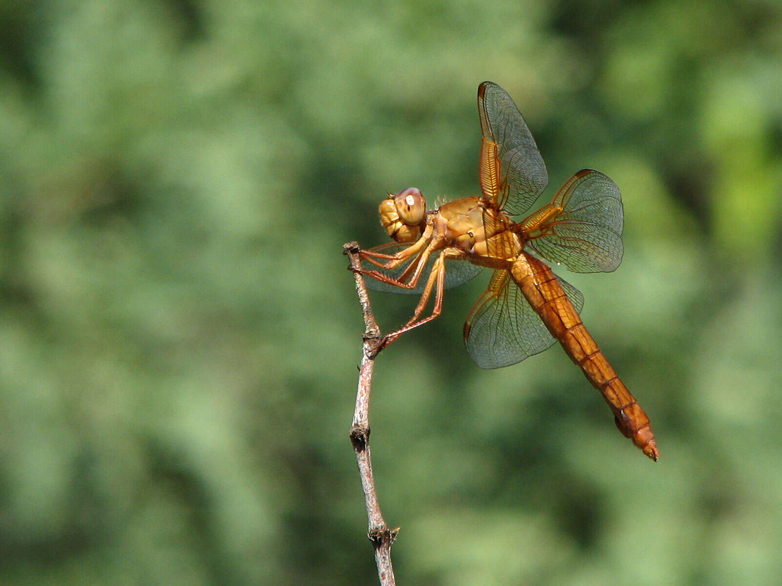 Image of Flame Skimmer