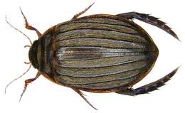 Image of Grooved Diving Beetle