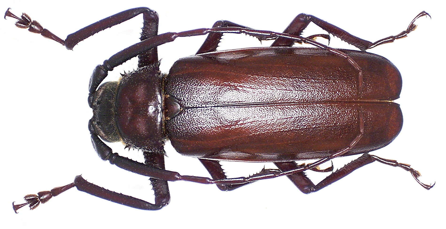 Image of Macrotoma