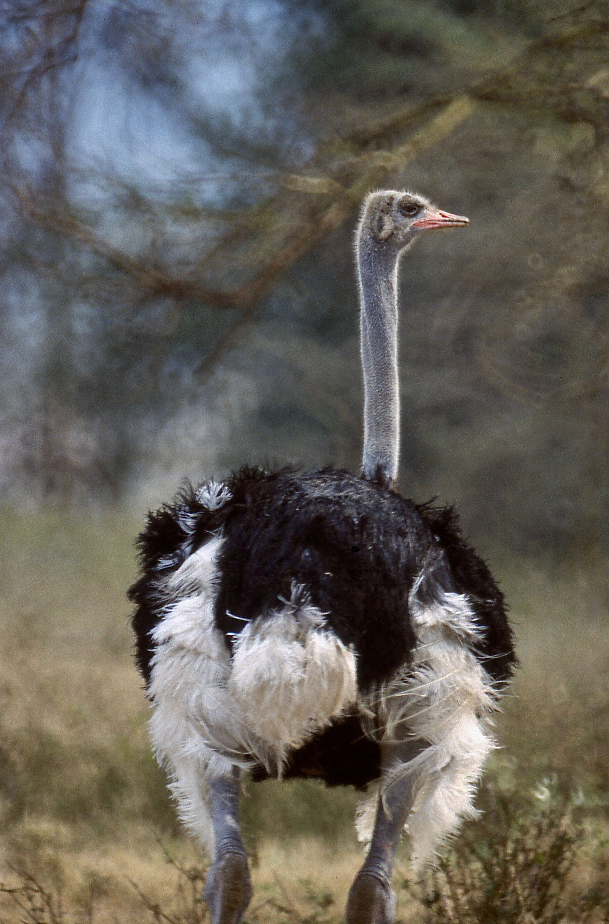 Image of Struthioniformes