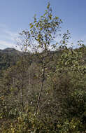 Image of Andean Alder