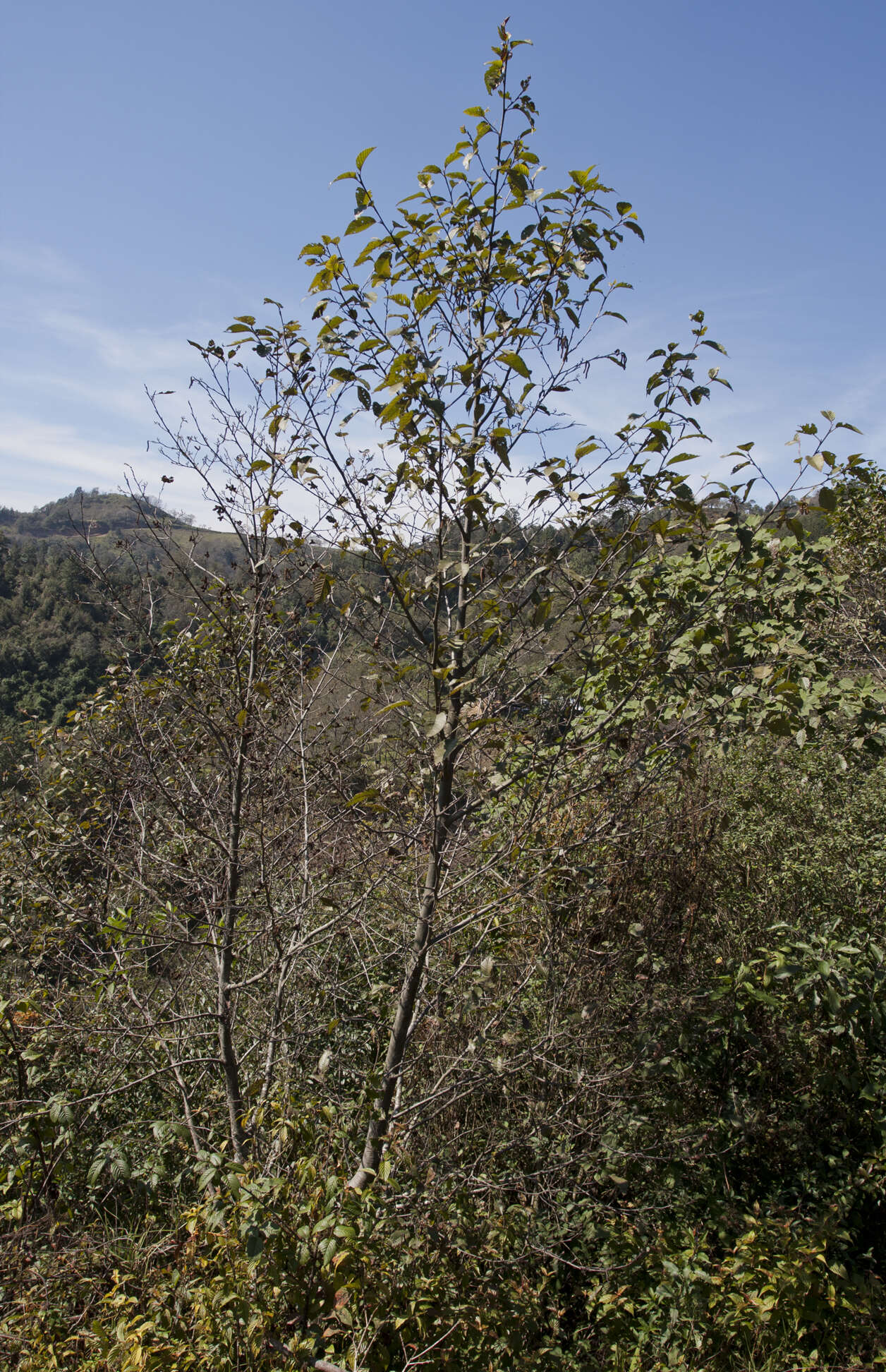 صورة Alnus acuminata Kunth