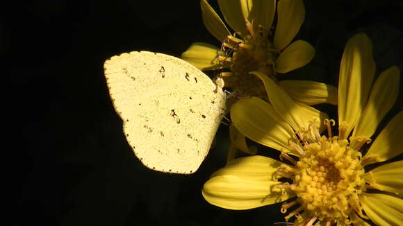 Image of Eurema