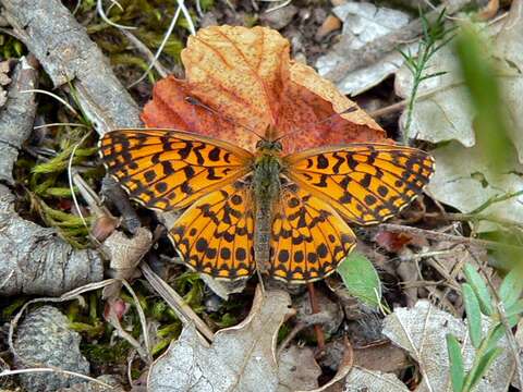 Image of Clossiana dia Linnaeus 1767