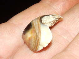 Image de mollusques