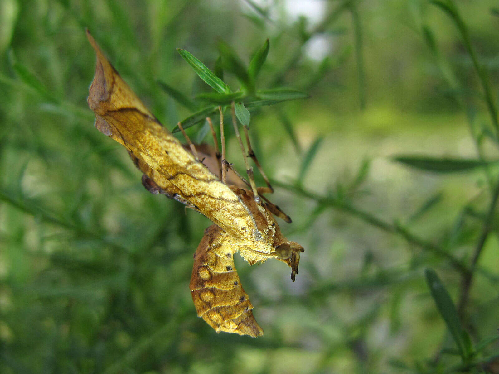 Eulithis resmi