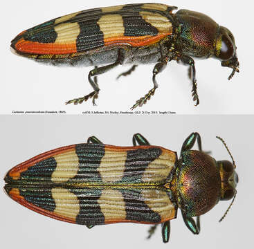 Image of Castiarina