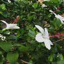 Image de Hibiscus arnottianus subsp. arnottianus