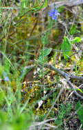 Image of Veronica tenuifolia Asso