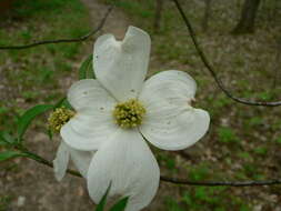 Image of flowering dogwood