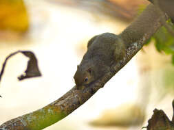 Image of Plantain Squirrel