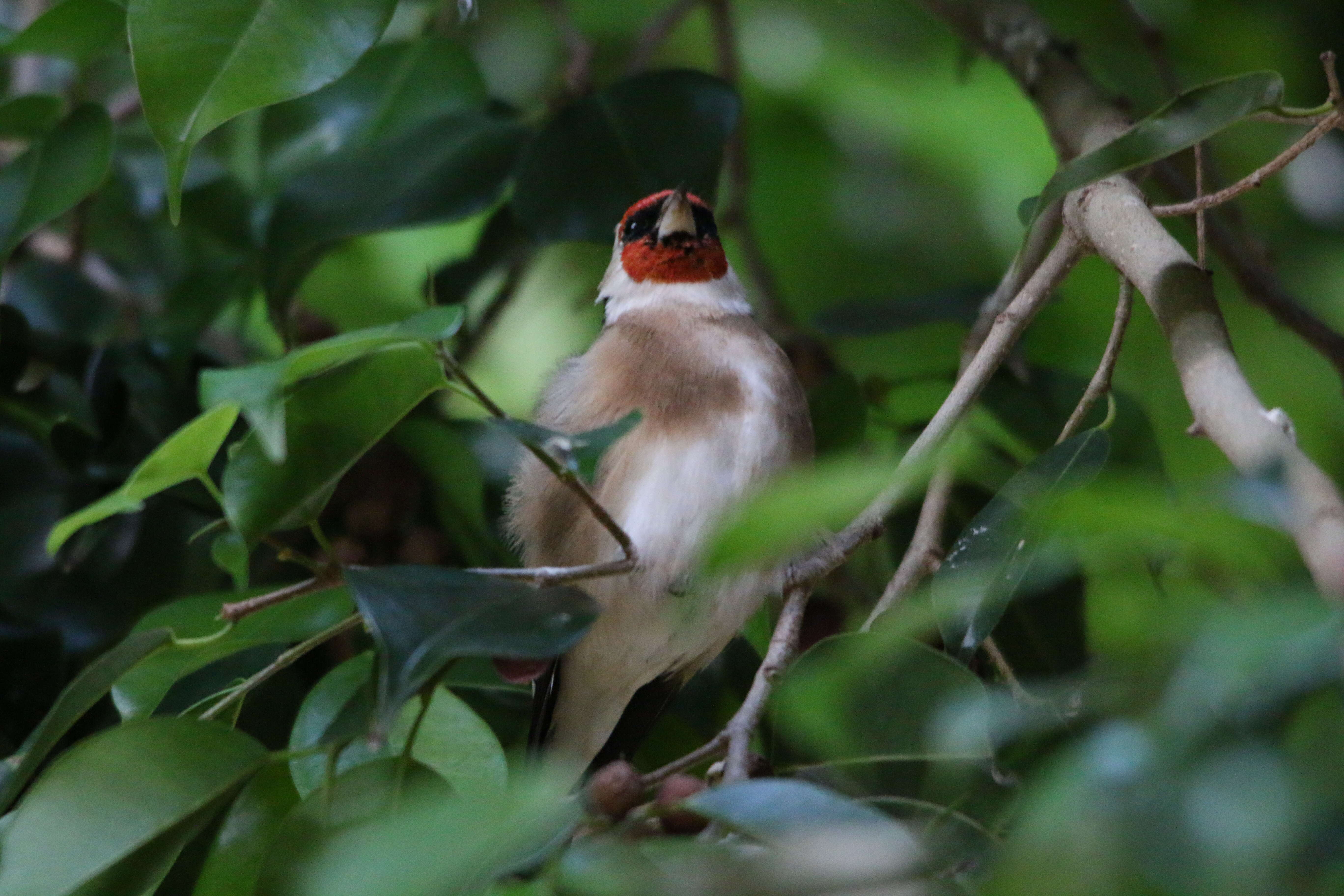 Image of Carduelis carduelis parva Tschusi 1901