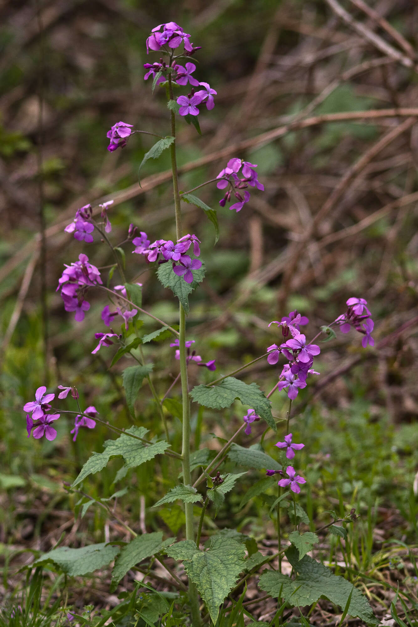 Image of annual honesty