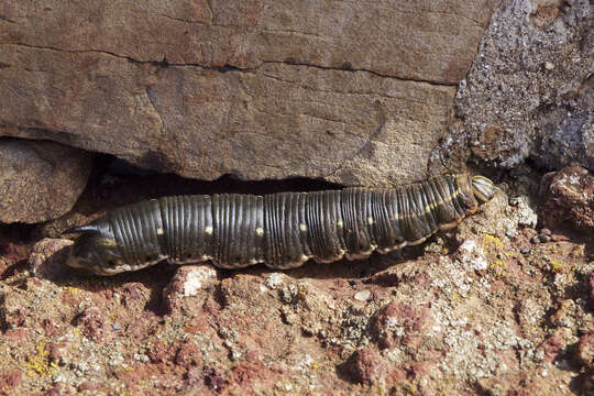 Image of convolvulus hawk moth