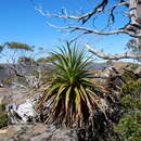 Sivun Richea pandanifolia subsp. pandanifolia kuva