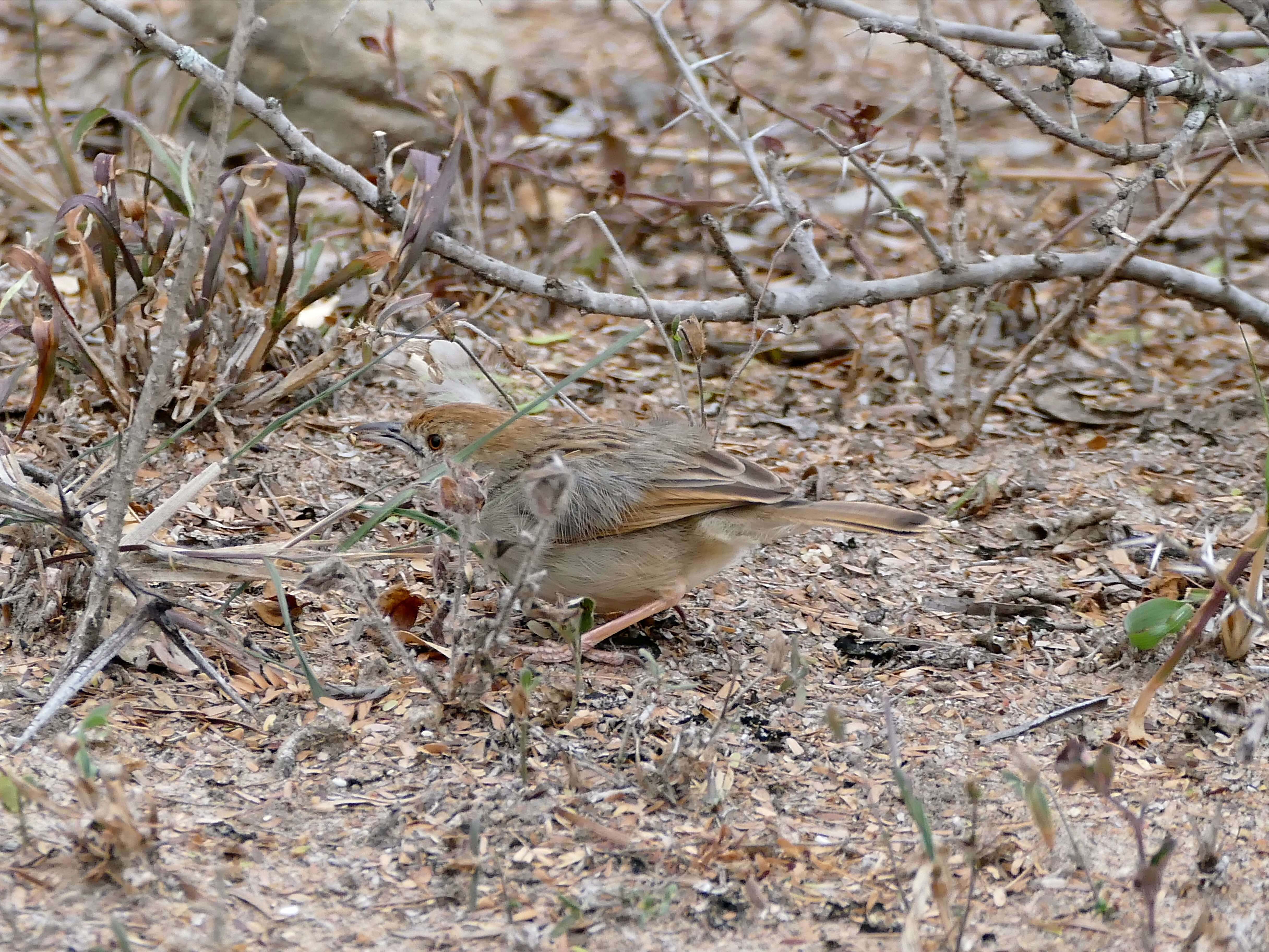 Imagem de Cisticola fulvicapilla (Vieillot 1817)