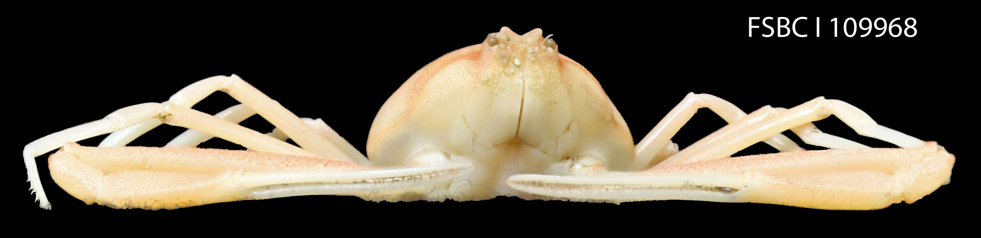 Image of Leucosioidea Samouelle 1819