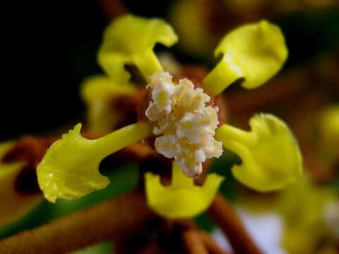 Image of Heteropterys imperata Amorim