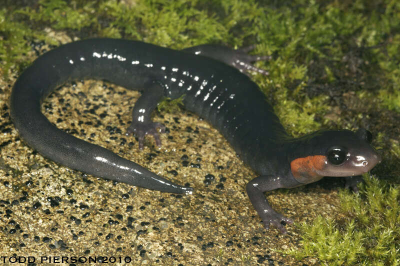 Image of Woodland salamander