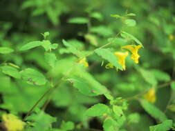 Image of Jewelweeds