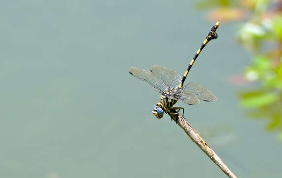 صورة Ictinogomphus ferox (Rambur 1842)