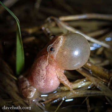 Image of Spring Peeper