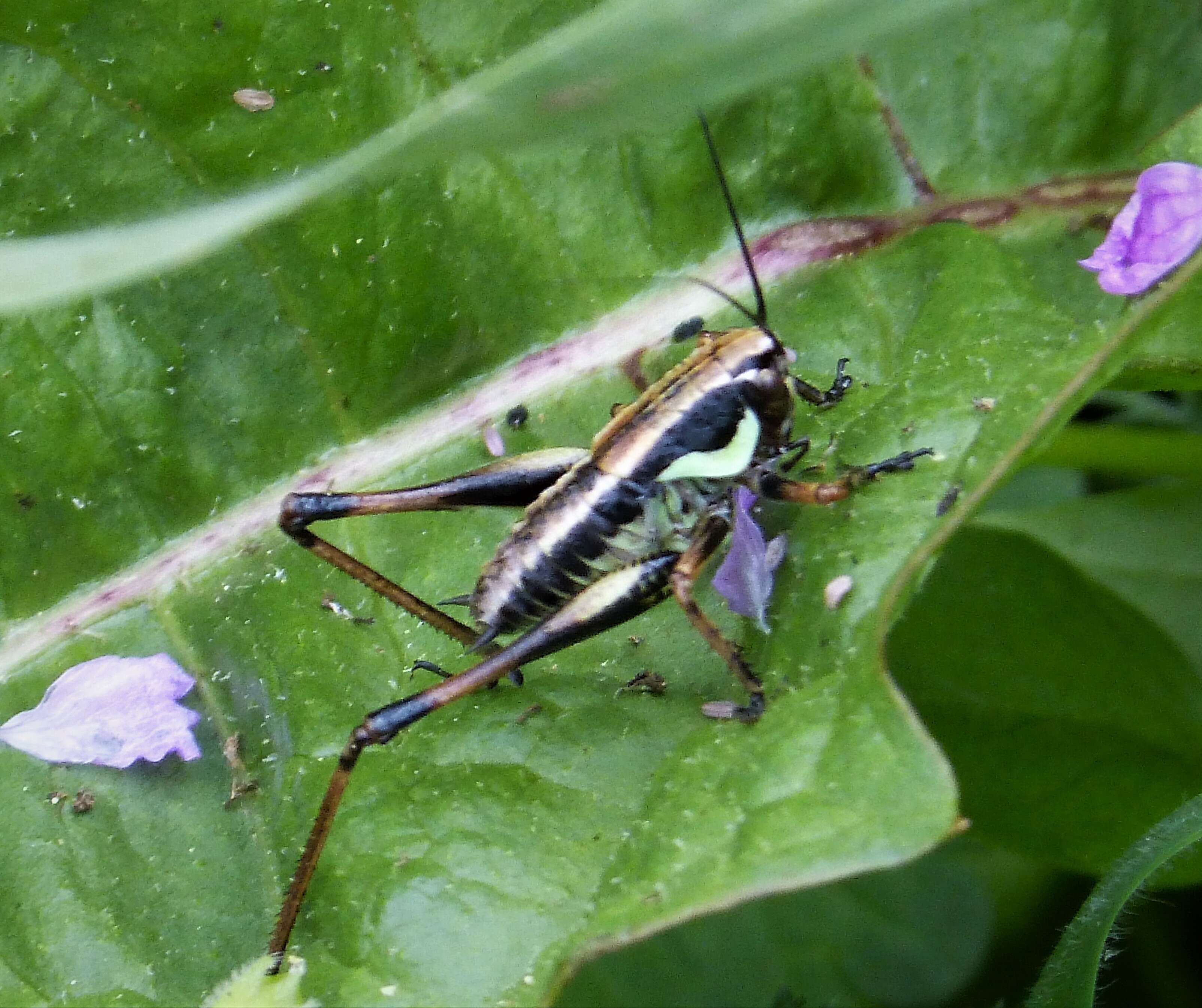 Image de Eupholidoptera