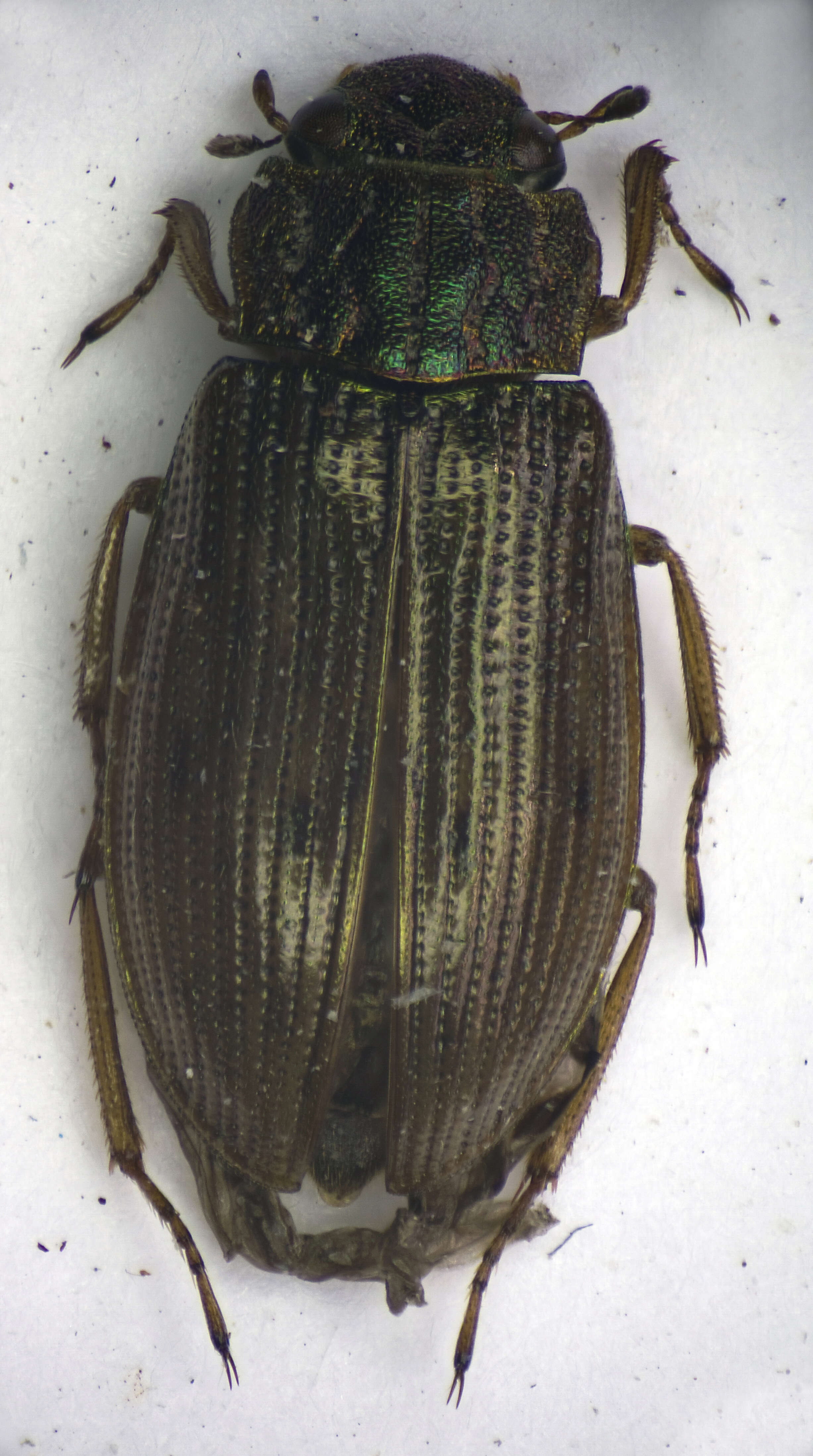 Image of Helophorus (Helophorus) grandis (Illiger 1798)