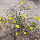 Image of manyhead desertdandelion